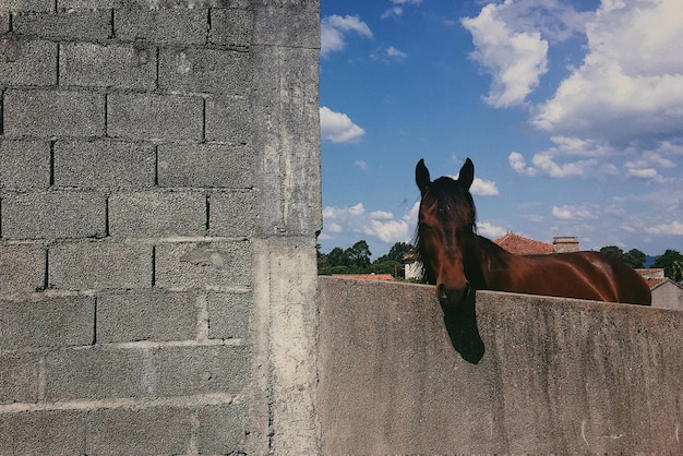 Foto vista di un animale contro il muro