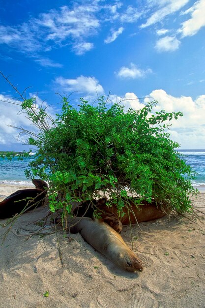 View of an animal on beach