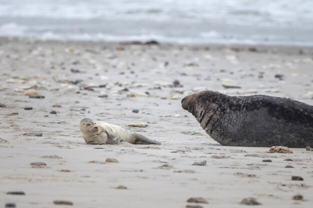 Foto vista dell'animale sulla spiaggia