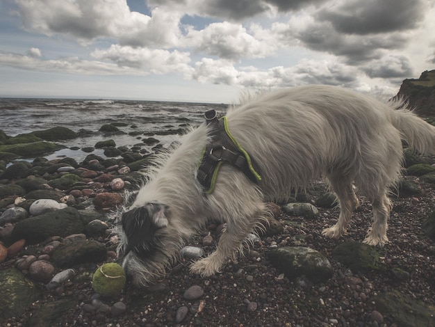 Foto vista di un animale sulla spiaggia