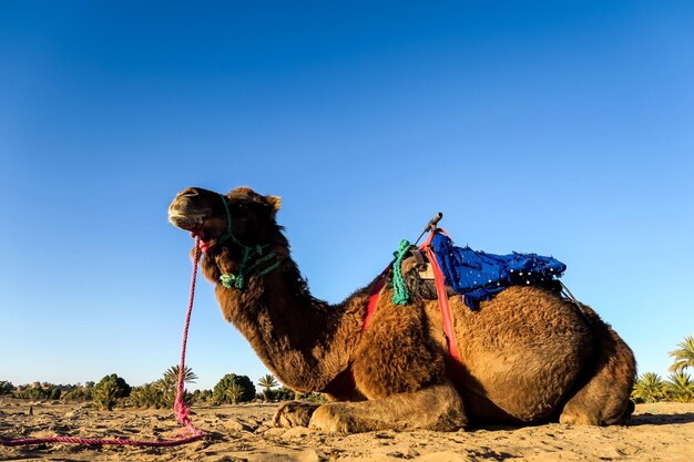 View of an animal on desert