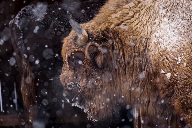 Photo view of an animal during winter