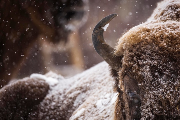 Foto vista di un animale durante l'inverno