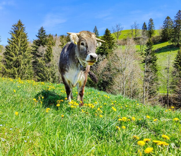 Foto veduta dell'animale sul campo