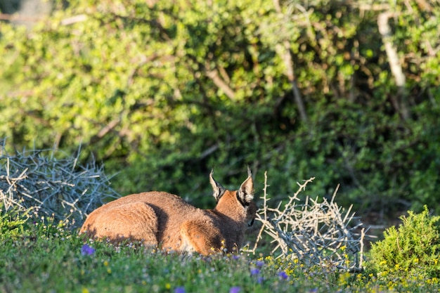 Foto vista di un animale sul campo