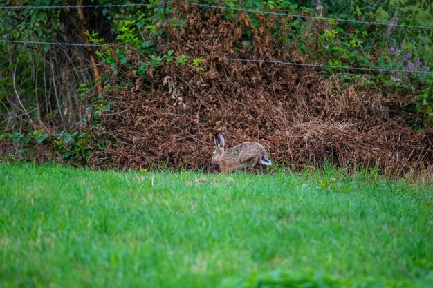 View of an animal on field