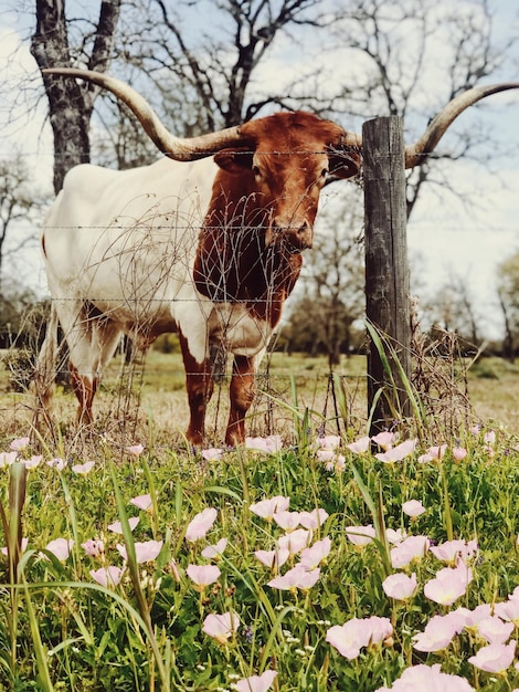 Foto vista di un animale sul campo