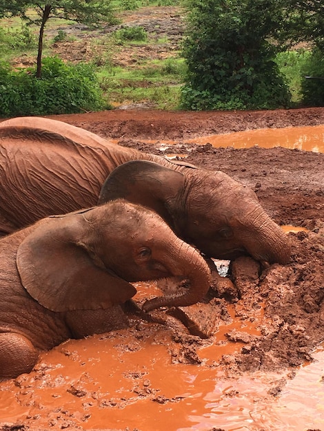 Foto vista di un animale sul campo