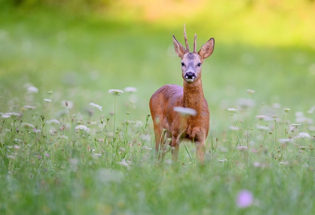 View of an animal on field