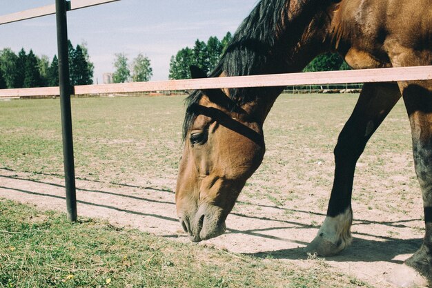 View of an animal on field