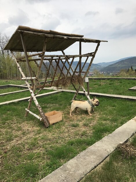 Foto vista di un animale sul campo