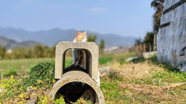 Photo view of an animal on field