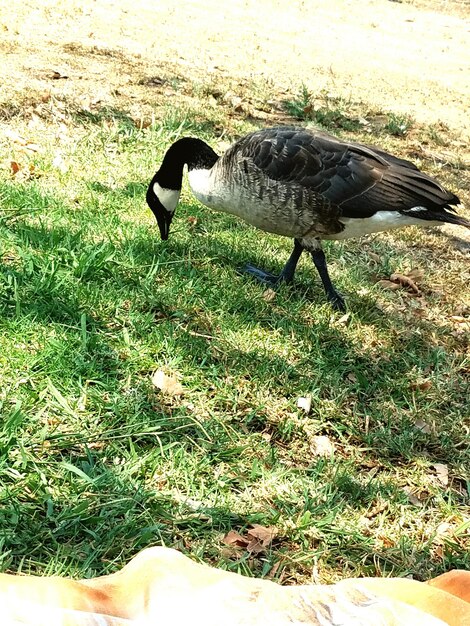 View of an animal on field