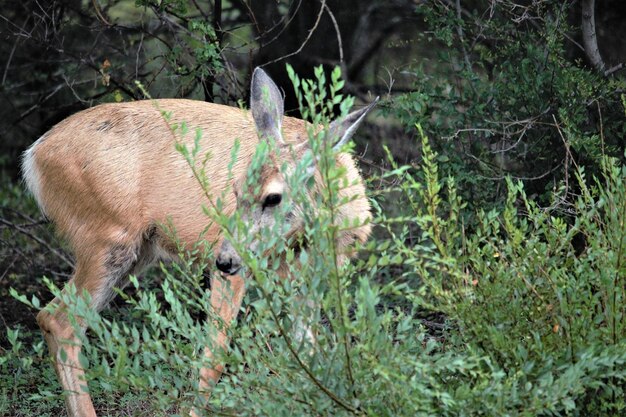 Photo view of an animal on field