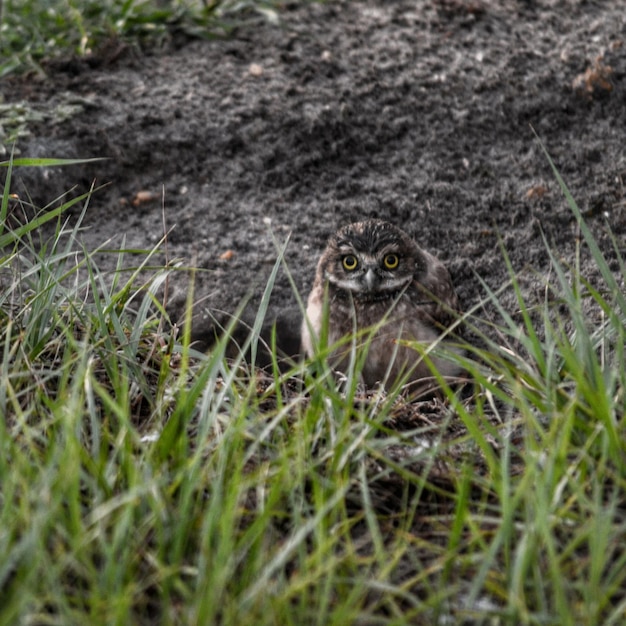 Foto vista di un animale sul campo