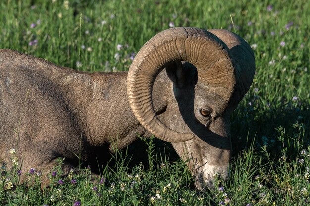 Photo view of an animal on field