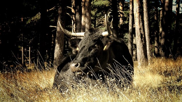 Photo view of an animal on field