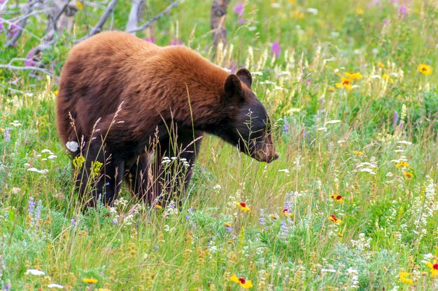 Foto vista di un animale sull'erba