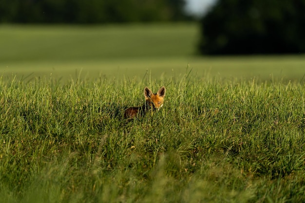 Photo view of an animal on grass