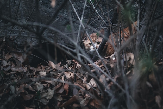 Foto vista di un animale sulla terraferma