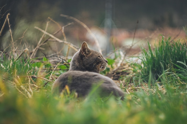 陸上の動物の景色