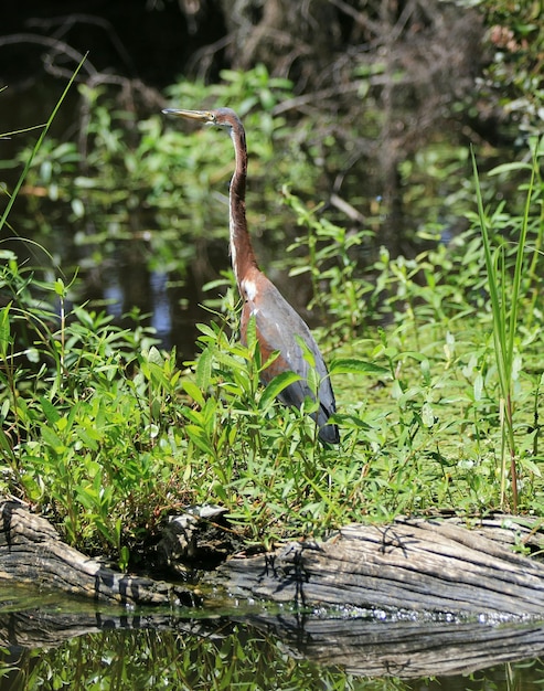 View of an animal on landscape