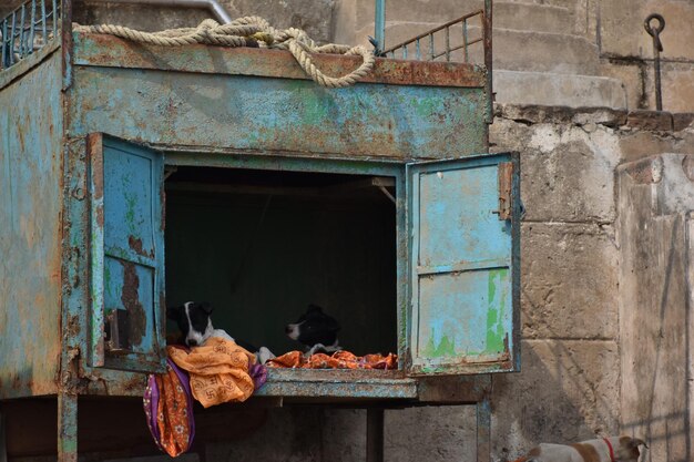 Photo view of an animal on old abandoned building