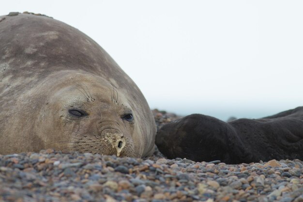 Photo view of animal resting on rock