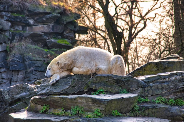 Foto vista di un animale sulla roccia