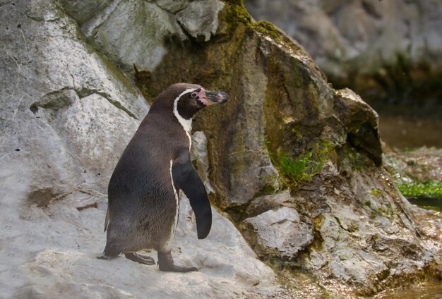 Foto vista di un animale sulla roccia