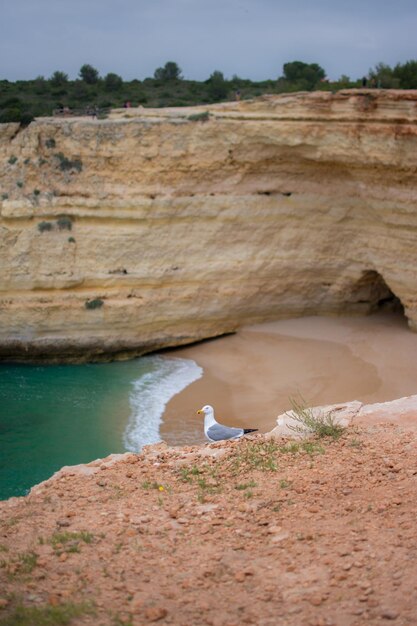 Foto vista di un animale sulla roccia