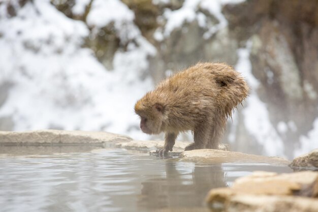 岩の上にある動物の景色