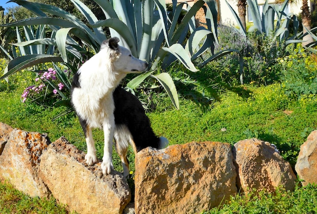 Foto vista di un animale sulla roccia