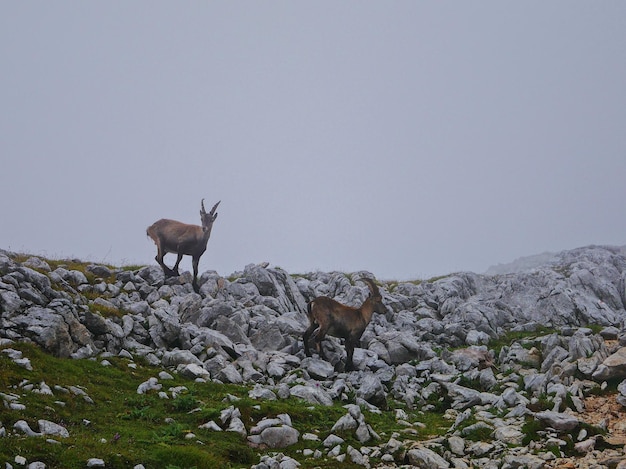 Photo view of an animal on rock