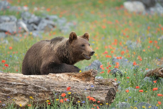 Foto vista di un animale sulla roccia