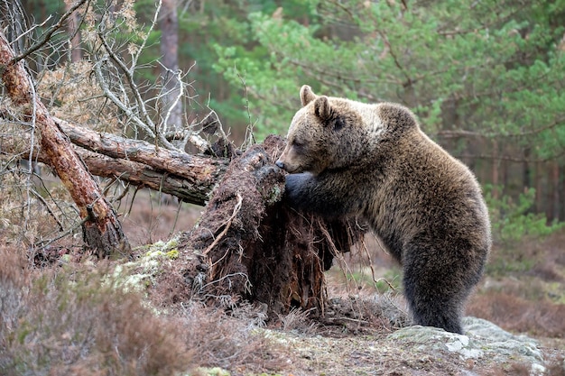 View of an animal on rock