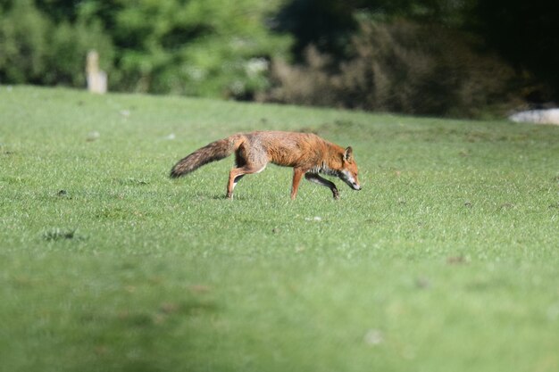 Photo view of an animal running on grass