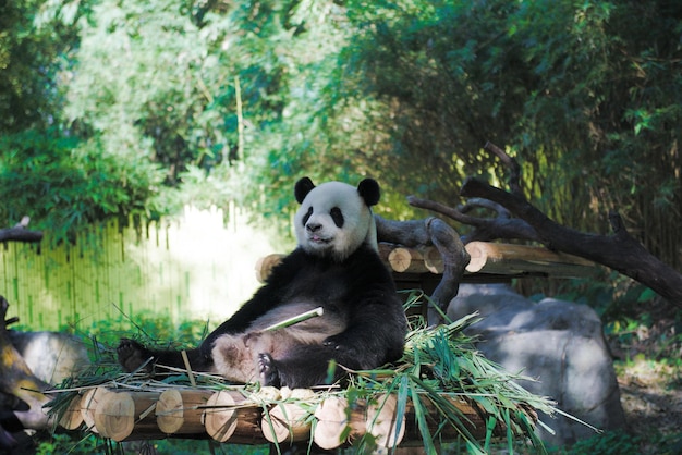 View of an animal sitting in forest