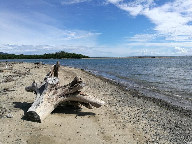 Foto veduta di un cranio di animale sulla spiaggia contro il cielo