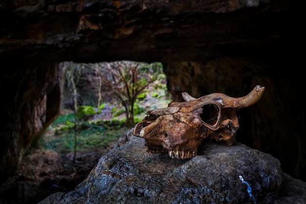 Foto vista del cranio di un animale nella grotta