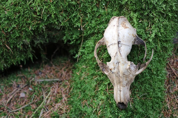 Foto vista del cranio di un animale sul campo