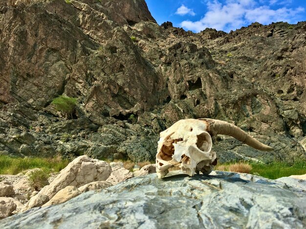 Foto veduta di un cranio di animale sulla roccia