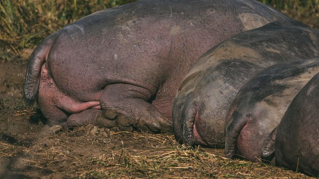 View of animal sleeping on field