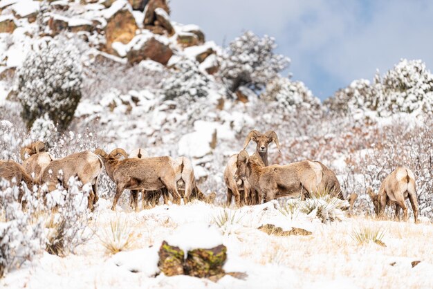 Foto vista di un animale su un terreno coperto di neve