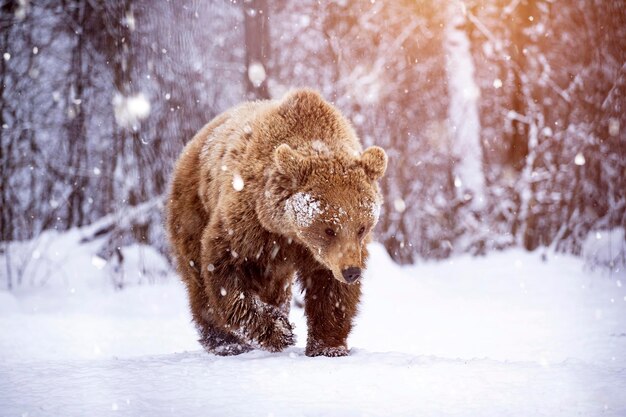 雪で覆われた土地の動物の景色