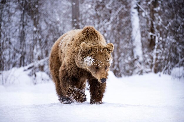 Photo view of an animal on snow covered land