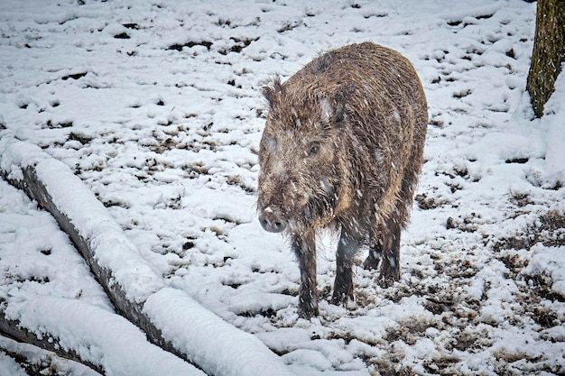 雪で覆われた土地の動物の景色