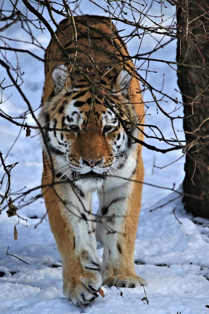 Foto veduta di un animale sulla neve