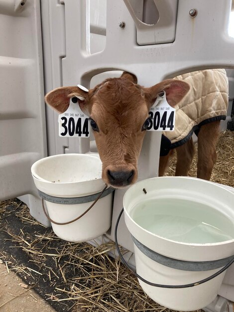 Foto vista di un animale sul tavolo