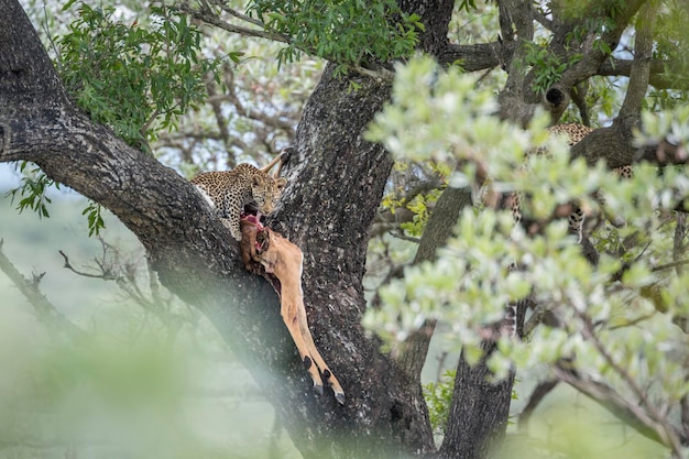 Photo view of an animal on tree trunk